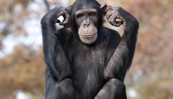chimpanzé-comum-curiosidades