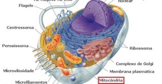 mitocôndrias