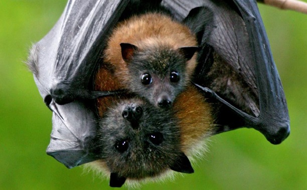 morcego-gigante