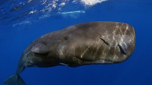 baleia-cachalote