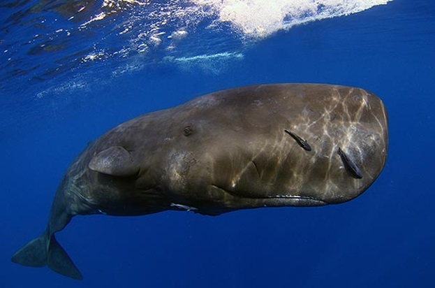 baleia-cachalote