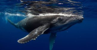 baleia-jubarte