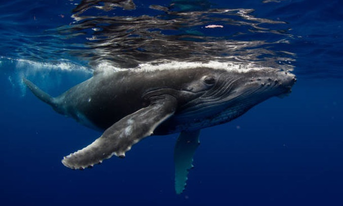 baleia-jubarte