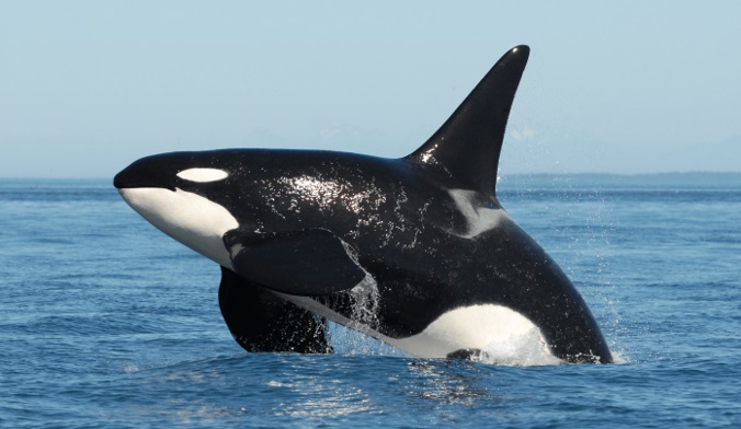 baleia-orca