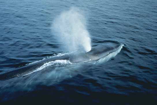 baleia-respirando