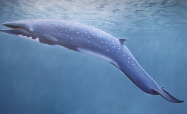 baleia-rorqual
