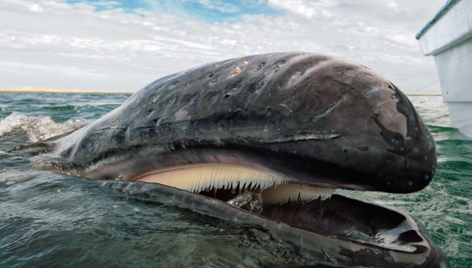 barbatanas-das-baleias