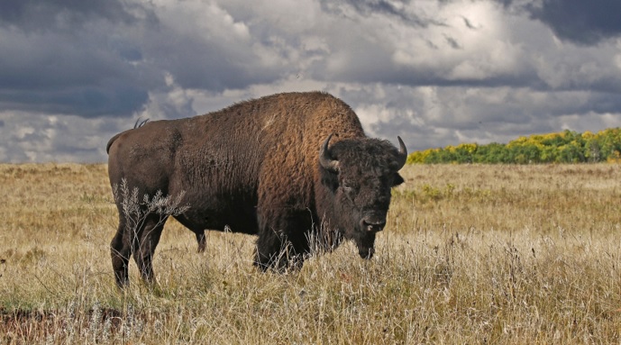 bisão-americano-características