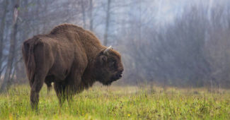 bisão-europeu
