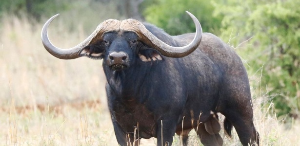 búfalo-africano