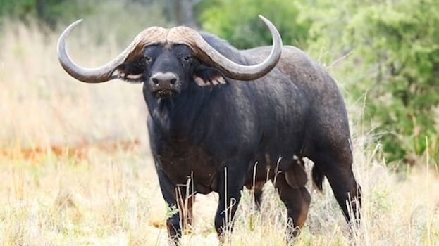 búfalo-indiano