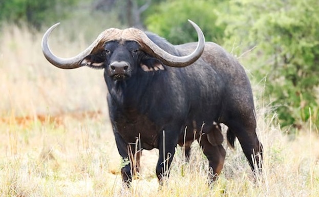 búfalo-indiano