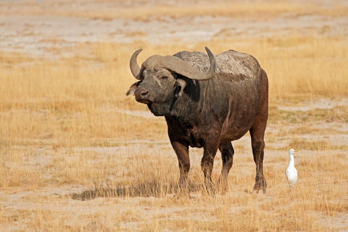 características-do-búfalo-africano