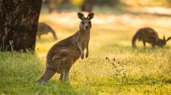 características-do-canguru-australiano