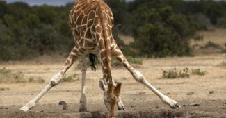 curiosidades-sobre-a-girafa