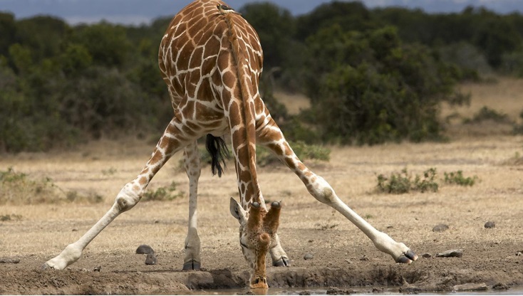 curiosidades-sobre-a-girafa