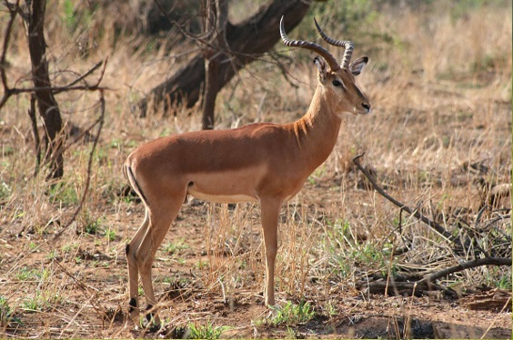 curiosidades-sobre-o-animal-impala