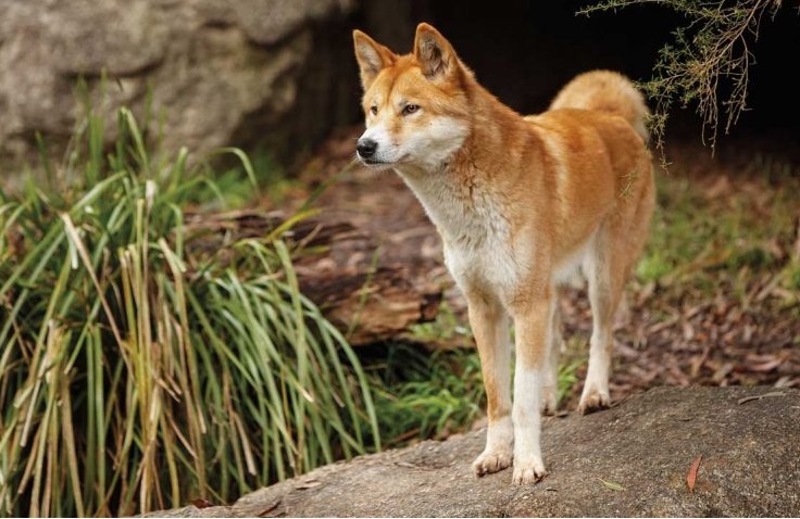 dingo-o-cão-selvagem-australiano