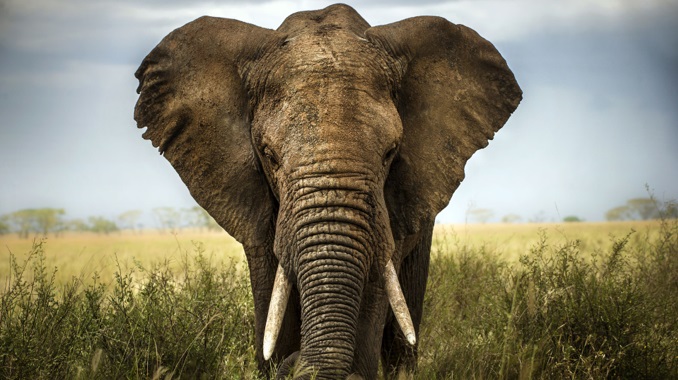 elefante-africano