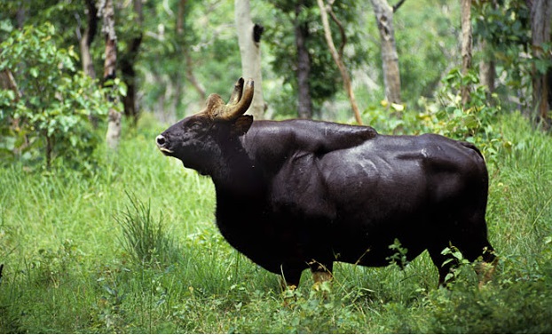 gauro-bisão-indiano