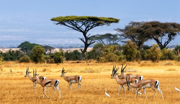 gazela-animal