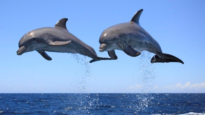 golfinhos-saltando-fora-d´agua