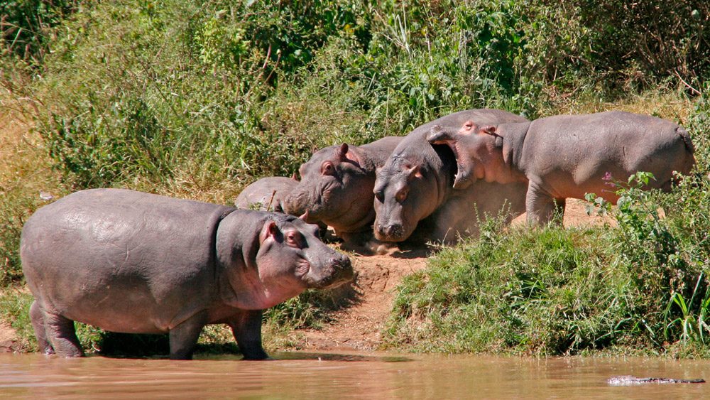 habitat-do-hipopótamo
