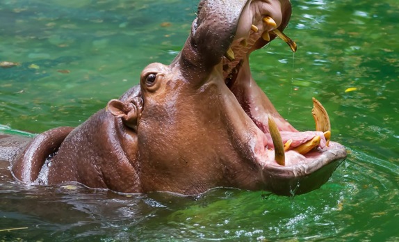 hipopotamo-comum