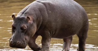 hipopótamo-pigmeu