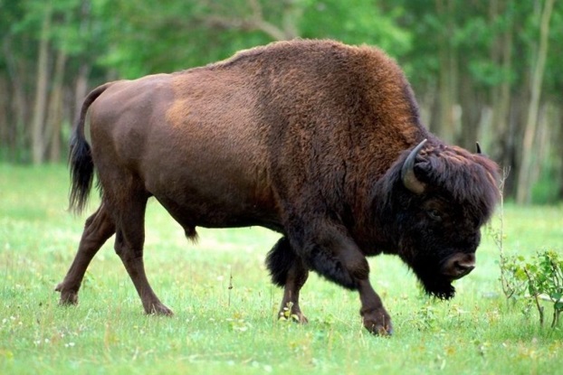 história-do-bisão