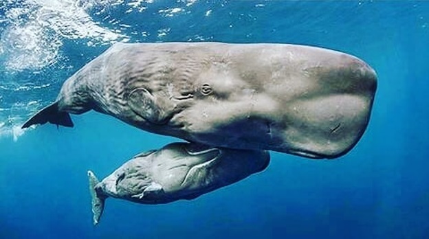 mamífero-marinho-nadando-com-sua-cria