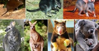 marsupiais-curiosidades