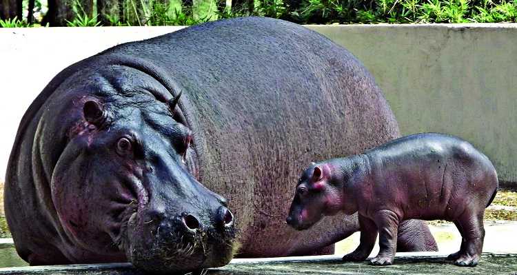 reprodução-do-hipopótamo