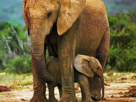 reprodução-elefante