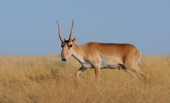 saiga-antilope-dos-estepes