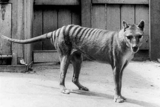 tigre-marsupaial-animal-em-extinção
