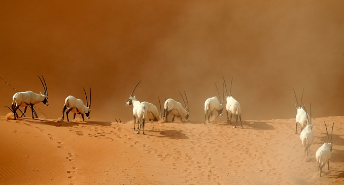 órix-animais-do-deserto