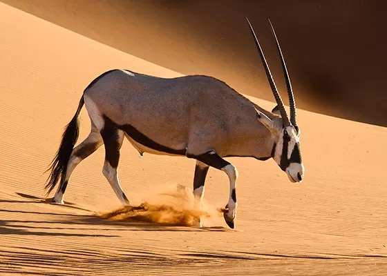 órix-antilope