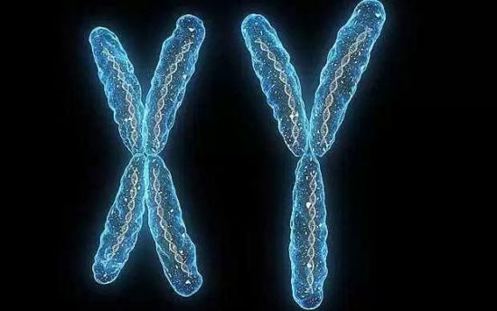 cromossomos-homologos-autossomos
