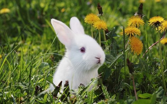 curiosidades-sobre-os-coelhos