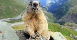 marmota-alpina