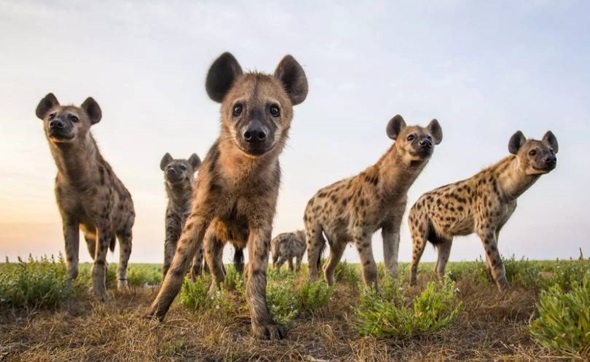 Resultado de imagem para hienas