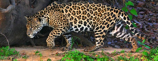 jaguar-exemplo-de-animal-carnivoro