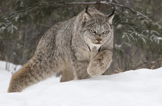 lince-canadense 
