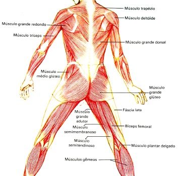 sistema-muscular-humano