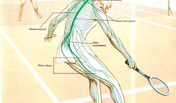 sistema-nervoso-resumo