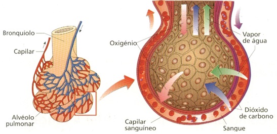 alveolos-pulmonares-respiração-humana