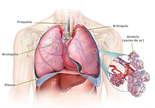 alveolos-pulmonares-respiração