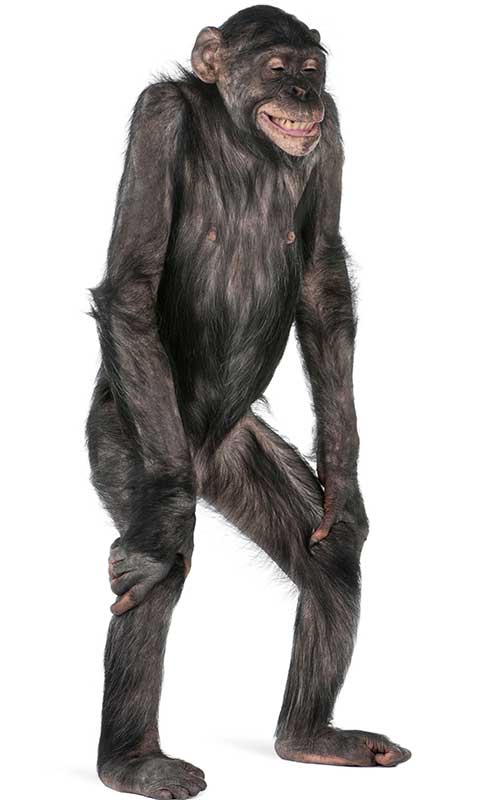 anatomia-do-chimpanzé