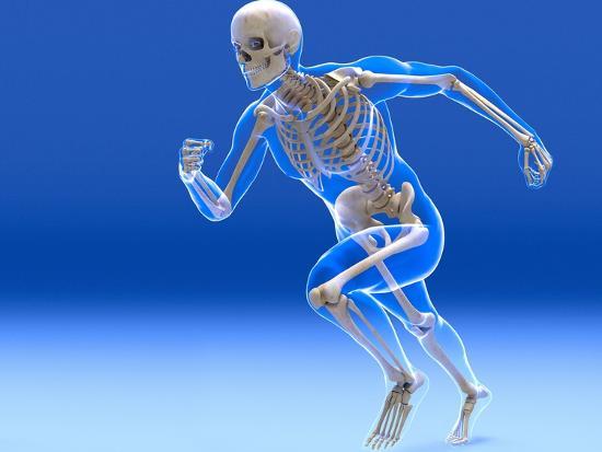 articulações-dos-ossos-do-corpo-humano
